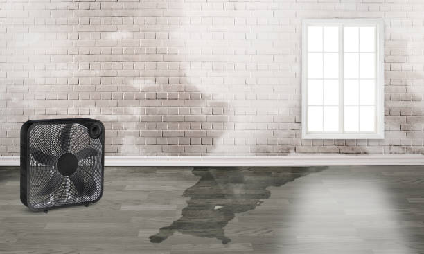 Best Water damage cleanup near me  in Mcconnelsville, OH